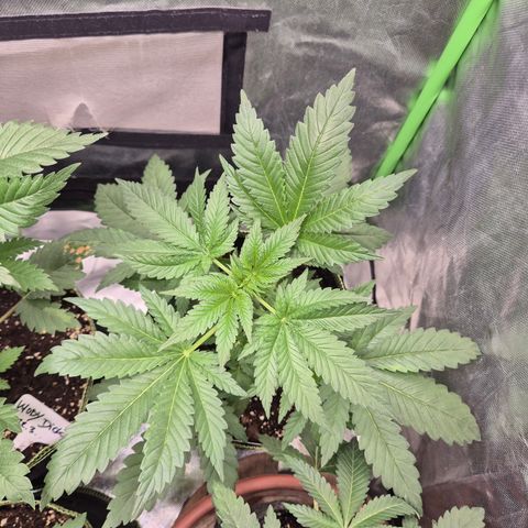 Black Domina 💃 growlog timeline photo