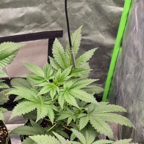 Black Domina 💃 growlog timeline photo