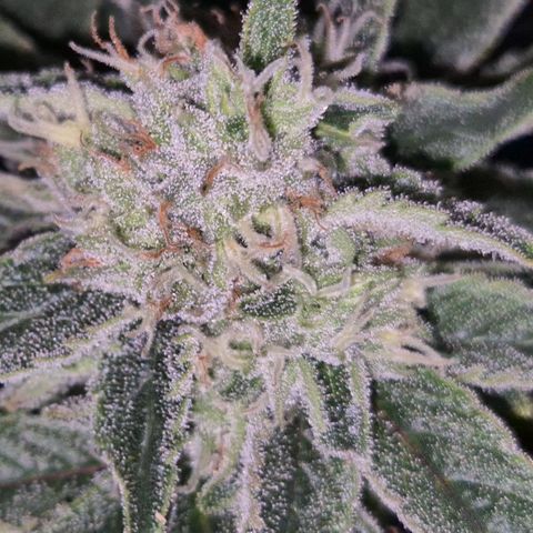 Mimosa evo Photo ♥️ Barney's Farm  growlog timeline photo