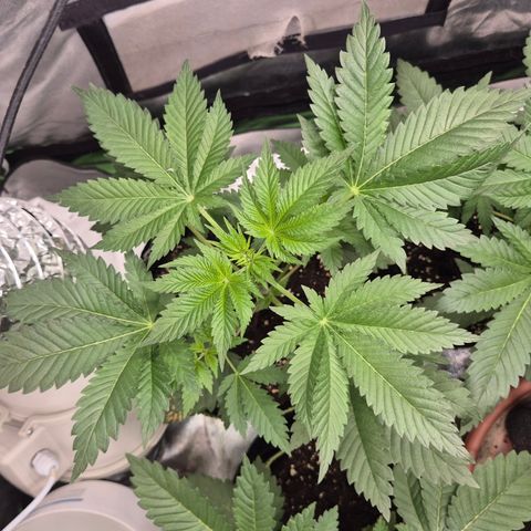 Moby Dick 1 growlog timeline photo