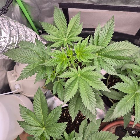 Moby Dick 1 growlog timeline photo