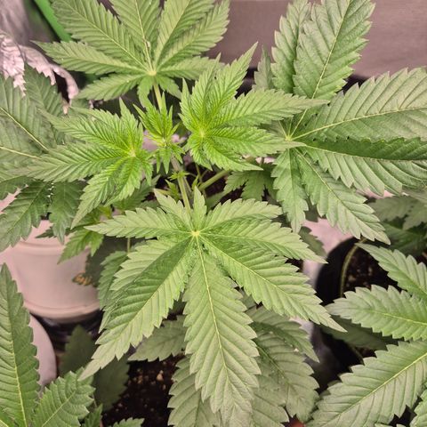 Moby Dick 1 growlog timeline photo