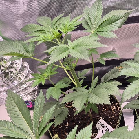 Moby Dick 1 growlog timeline photo