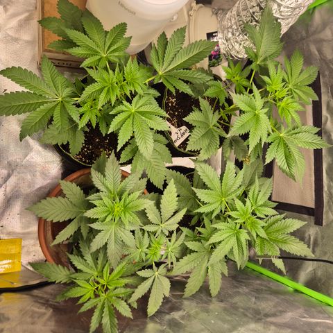 Moby 🍆  growlog timeline photo
