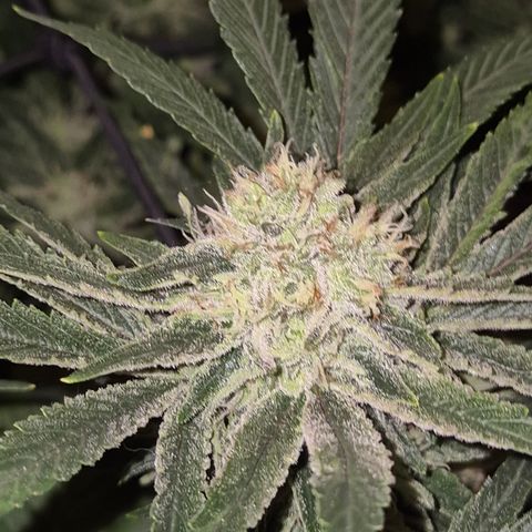 Mimosa evo Photo ♥️ Barney's Farm  growlog timeline photo