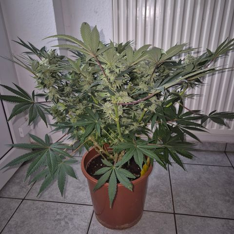 Mimosa evo Photo ♥️ Barney's Farm  growlog timeline photo