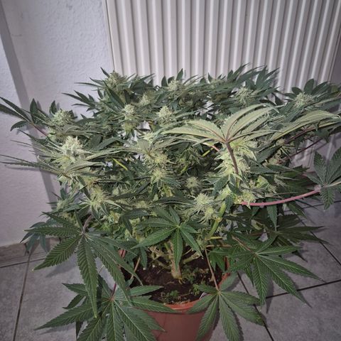 Mimosa evo Photo ♥️ Barney's Farm  growlog timeline photo