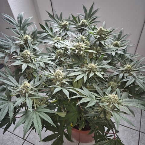 Mimosa evo Photo ♥️ Barney's Farm  growlog timeline photo