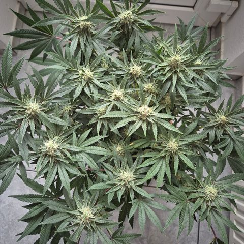 Mimosa evo Photo ♥️ Barney's Farm  growlog timeline photo