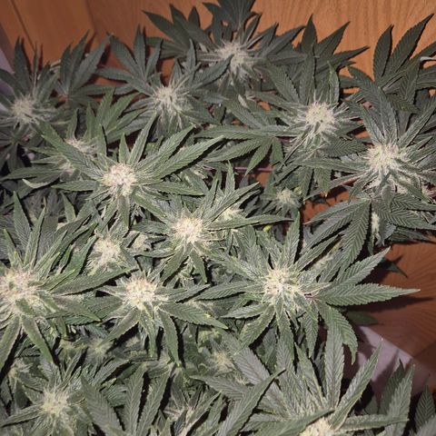 Mimosa evo Photo ♥️ Barney's Farm  growlog timeline photo
