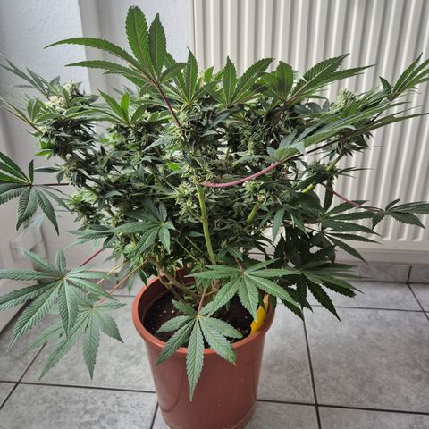 Mimosa evo Photo ♥️ Barney's Farm  growlog timeline photo