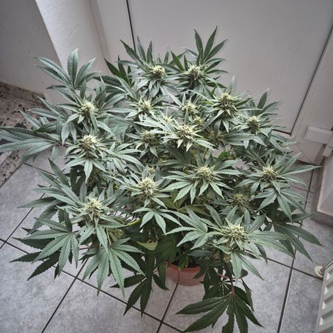 Mimosa evo Photo ♥️ Barney's Farm  growlog timeline photo