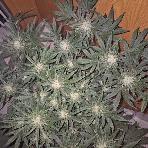 Mimosa evo Photo ♥️ Barney's Farm  growlog timeline photo