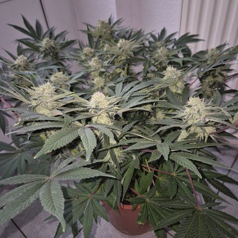 Mimosa evo Photo ♥️ Barney's Farm  growlog timeline photo