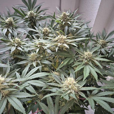 Mimosa evo Photo ♥️ Barney's Farm  growlog timeline photo