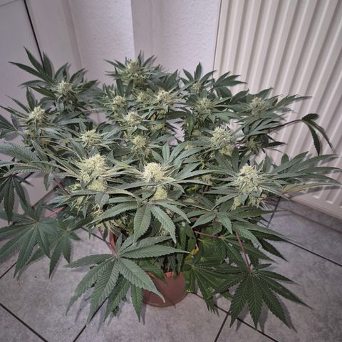 Mimosa evo Photo ♥️ Barney's Farm  growlog timeline photo