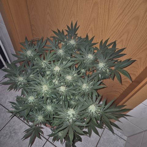 Mimosa evo Photo ♥️ Barney's Farm  growlog timeline photo