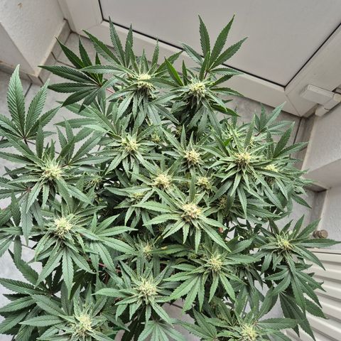 Mimosa evo Photo ♥️ Barney's Farm  growlog timeline photo