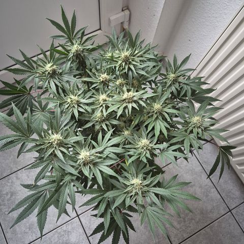 Mimosa evo Photo ♥️ Barney's Farm  growlog timeline photo