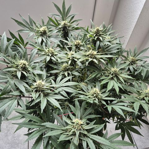Mimosa evo Photo ♥️ Barney's Farm  growlog timeline photo