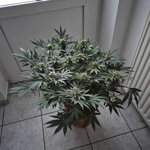 Mimosa evo Photo ♥️ Barney's Farm  growlog timeline photo