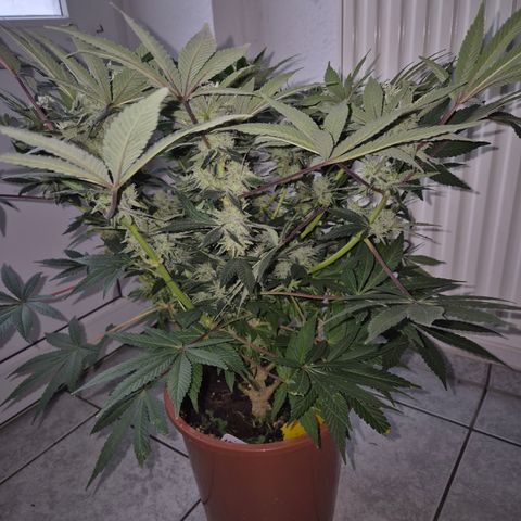 Mimosa evo Photo ♥️ Barney's Farm  growlog timeline photo
