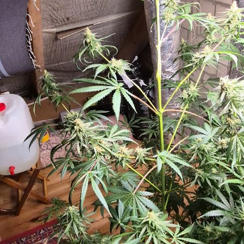 🌅Sherbi photo, blue sunset sherbert, Barneys farm  growlog photo: Keine Ahnung was da schief gelaufen ist😅
