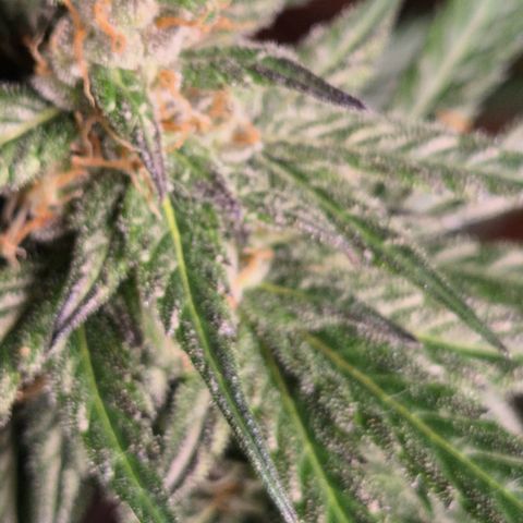🌅Sherbi photo, blue sunset sherbert, Barneys farm  growlog photo: Keine Ahnung was da schief gelaufen ist😅

