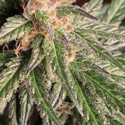 🌅Sherbi photo, blue sunset sherbert, Barneys farm  growlog photo: Keine Ahnung was da schief gelaufen ist😅
