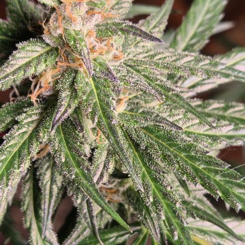 🌅Sherbi photo, blue sunset sherbert, Barneys farm  growlog photo: Keine Ahnung was da schief gelaufen ist😅
