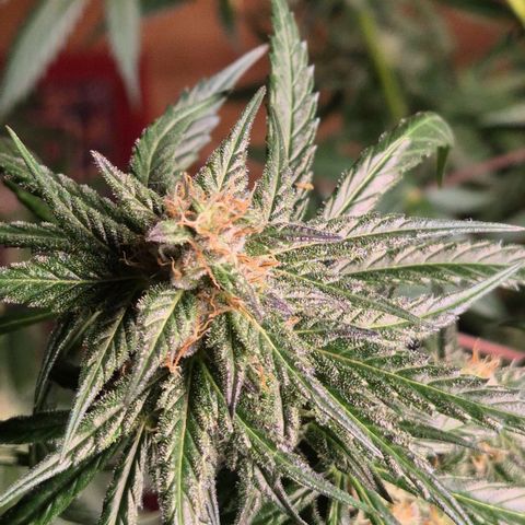 🌅Sherbi photo, blue sunset sherbert, Barneys farm  growlog photo: Keine Ahnung was da schief gelaufen ist😅
