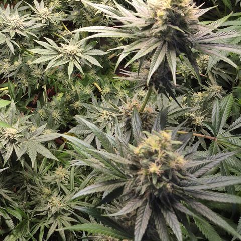 🍍Anna  #1 amnesia lemon  growlog timeline photo