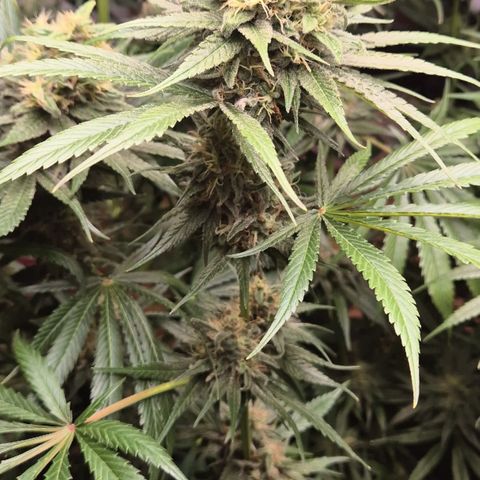 🍍Anna  #1 amnesia lemon  growlog timeline photo