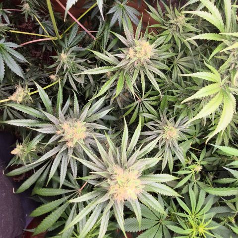 🍍Anna  #1 amnesia lemon  growlog timeline photo