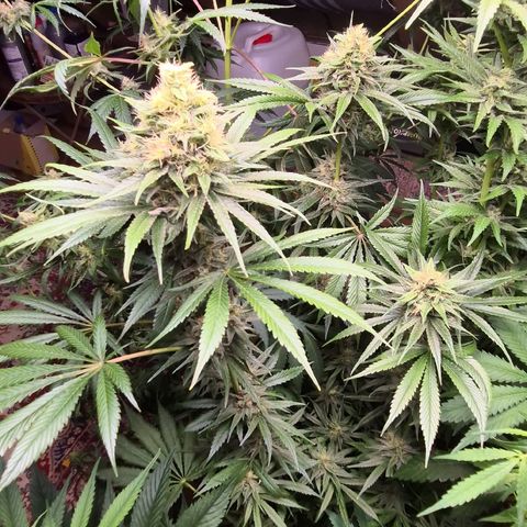🍍Anna  #1 amnesia lemon  growlog timeline photo