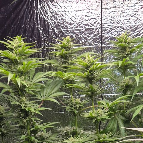 DieAnnas  #2 amnesia lemon/ungedämmter Dachboden growlog timeline photo