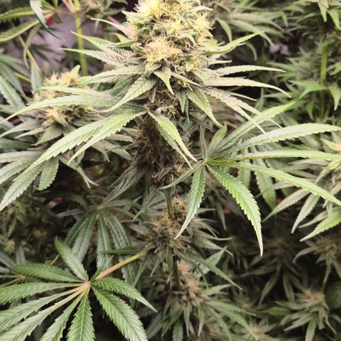 🍍Anna  #1 amnesia lemon  growlog timeline photo