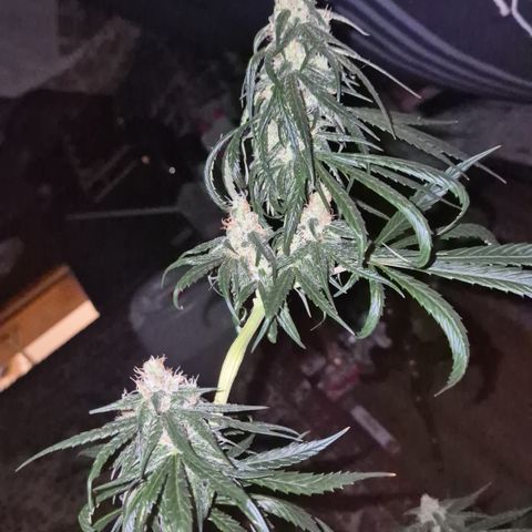 🌅Sherbi photo, blue sunset sherbert, Barneys farm  growlog timeline photo