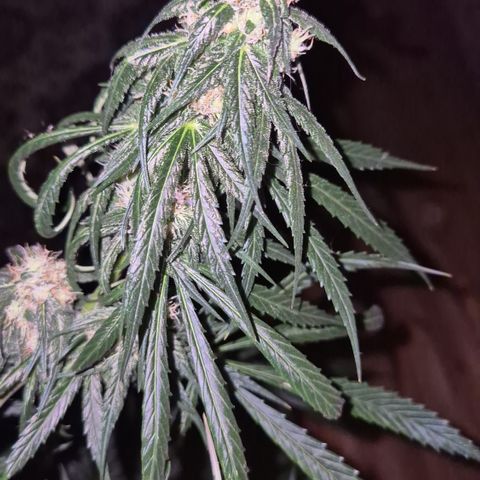 🌅Sherbi photo, blue sunset sherbert, Barneys farm  growlog timeline photo
