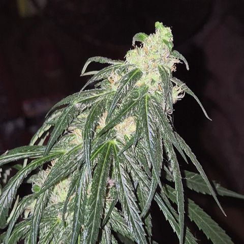 🌅Sherbi photo, blue sunset sherbert, Barneys farm  growlog timeline photo