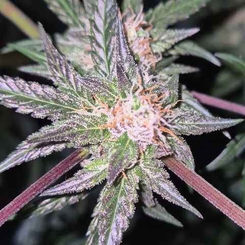 🌅Sherbi photo, blue sunset sherbert, Barneys farm  growlog timeline photo