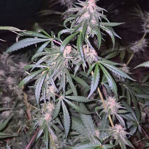 🌅Sherbi photo, blue sunset sherbert, Barneys farm  growlog timeline photo