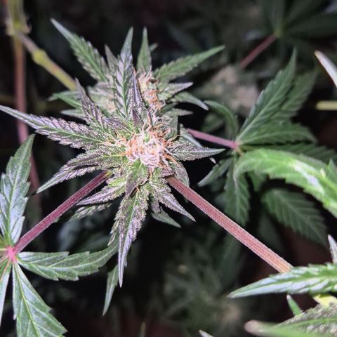 🌅Sherbi photo, blue sunset sherbert, Barneys farm  growlog timeline photo