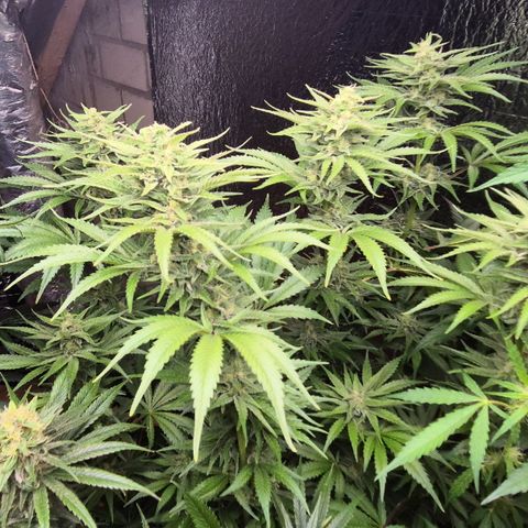 DieAnnas  #2 amnesia lemon/ungedämmter Dachboden growlog timeline photo