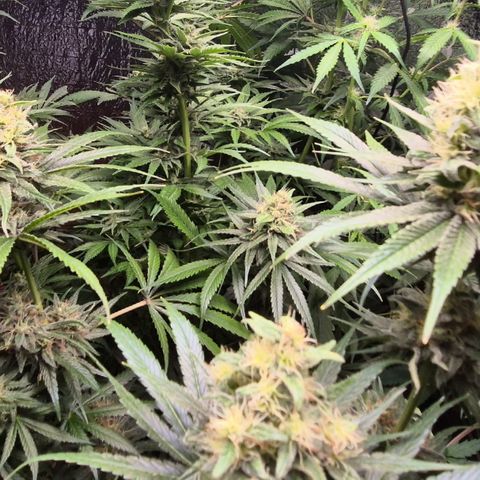 🍍Anna  #1 amnesia lemon  growlog timeline photo