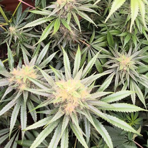 🍍Anna  #1 amnesia lemon  growlog timeline photo
