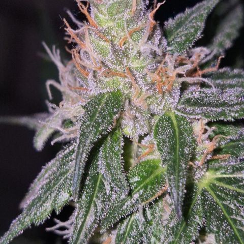 🌅Sherbi photo, blue sunset sherbert, Barneys farm  growlog timeline photo
