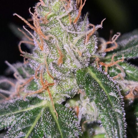 🌅Sherbi photo, blue sunset sherbert, Barneys farm  growlog timeline photo