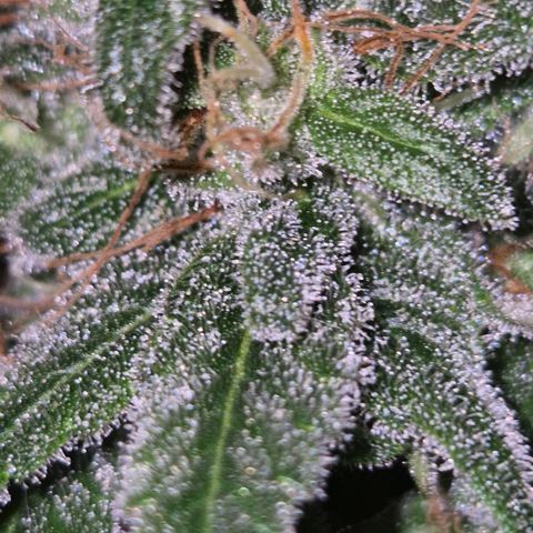 🌅Sherbi photo, blue sunset sherbert, Barneys farm  growlog timeline photo