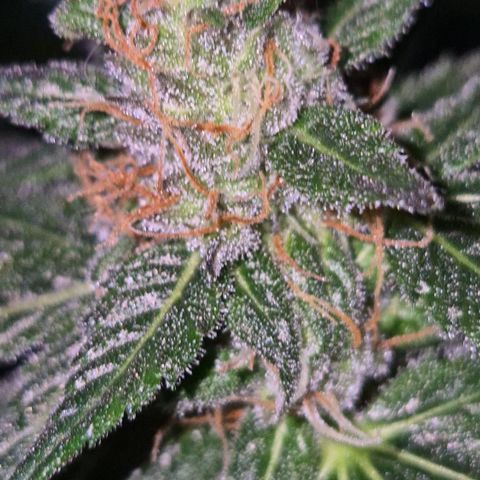 🌅Sherbi photo, blue sunset sherbert, Barneys farm  growlog timeline photo